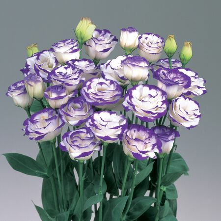 Rosita 2 Blue Picotee, (F1) Lisianthus Seeds - Packet image number null